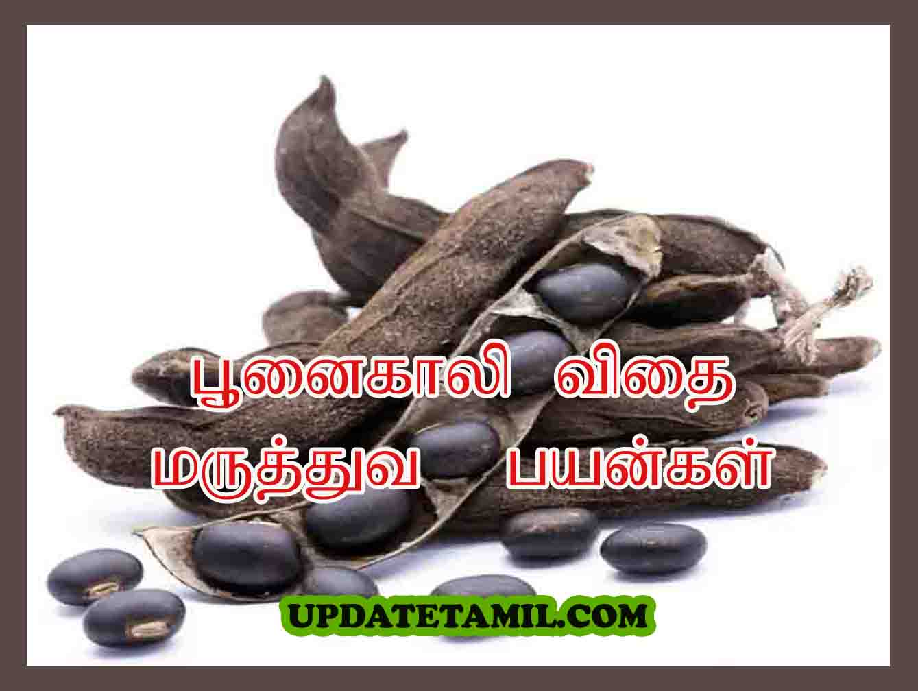 பூனைகாலி விதை பயன்கள் | Poonaikali Vithai in Tamil