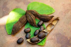 பூனைகாலி விதை பயன்கள் | Poonaikali Vithai in Tamil