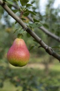 பேரிக்காய் பயன்கள் | Pear Fruit in Tamil