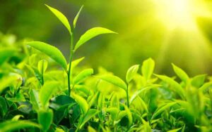 benefits of green tea in tamil