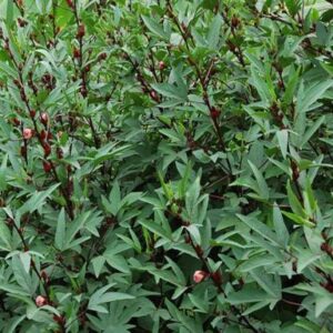 gongura leaves in tamil
