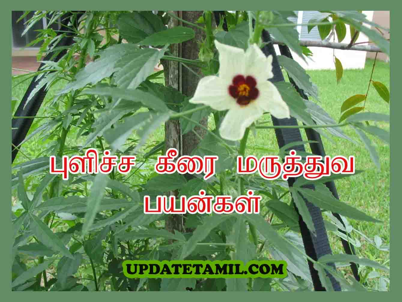 pulicha keerai benefits in tamil