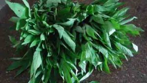 pulicha keerai in tamil