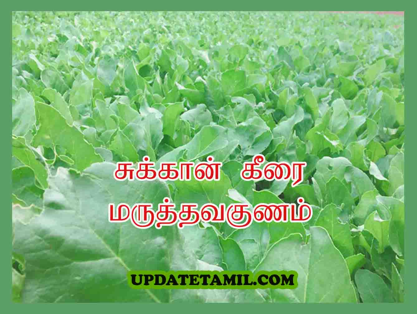 sukkan keerai benefits in tamil