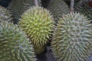 durian fruit uses in tamil