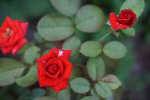 rose flower in tamil