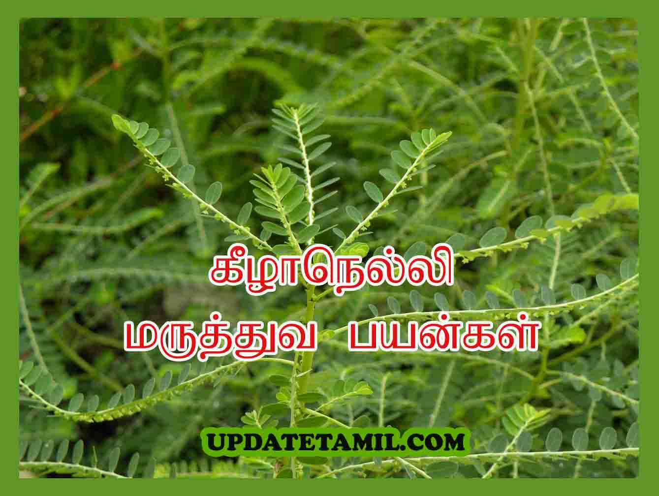 keelanelli uses in tamil