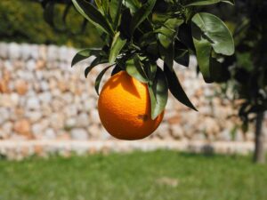 orange benefits in tamil