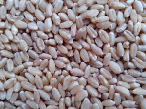 wheat in tamil