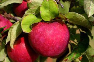 apple fruit benefits in tamil