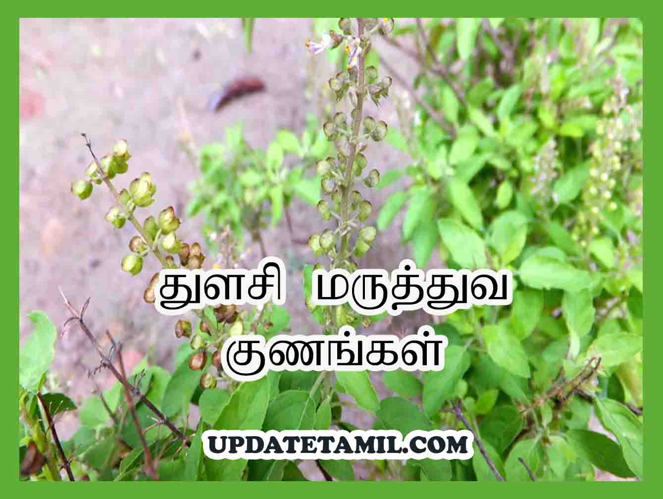 thulasi benefits in tamil