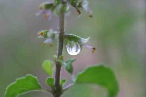 thulasi uses in tamil