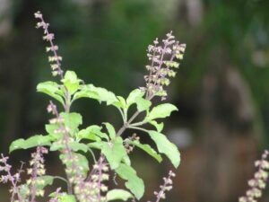 tulsi benefits in tamil