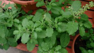 tulsi medicinal uses in tamil