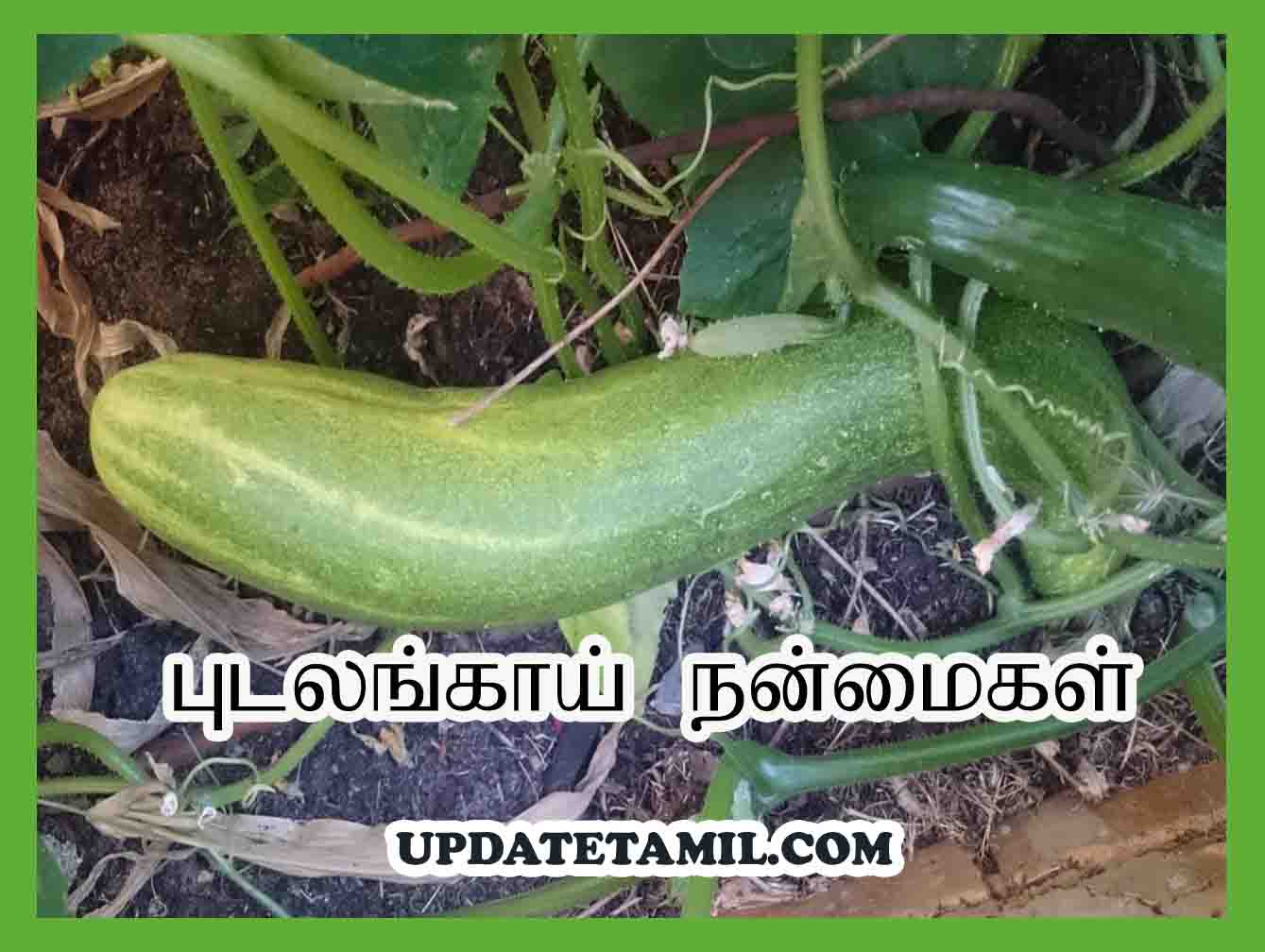 புடலங்காய் நன்மைகள்