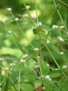 Ponnanganni Keerai Benefits