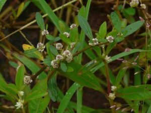 ponnanganni keerai benefits in tamil