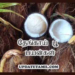 coconut flower images