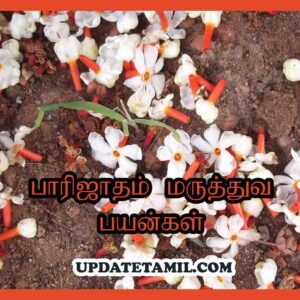 பாரிஜாதம் மருத்துவ பயன்கள் Parijatham Palnt in Tamil