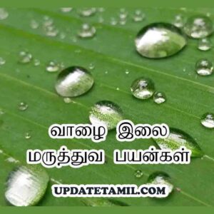 வாழை இலை மருத்துவ பயன்கள் Valai Ilai Uses in Tamil