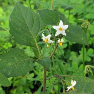 Black Nightshade in tamil