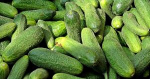 cucumber side effects in tamil