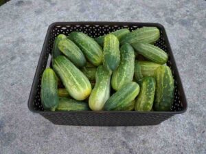 cucumber tamil health benefits