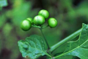 manathakkali keerai uses in tamil