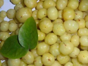 Nellikai Health Benefits in Tamil 