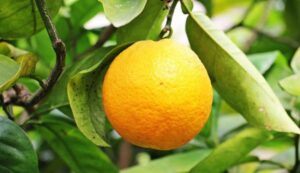 எலுமிச்சை சாறு பயன்கள்  Lemon Juice Benefits in Tamil