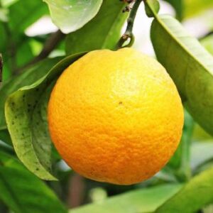 எலுமிச்சை சாறு பயன்கள்  Lemon Juice Benefits in Tamil