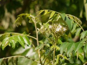 கறிவேப்பிலை பயன்கள்