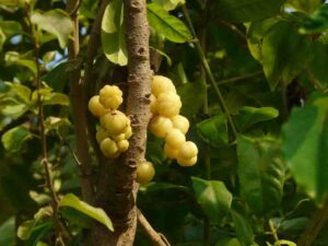 நெல்லிக்காய் மருத்துவ பயன்கள் Nellikai Health Benefits in Tamil 